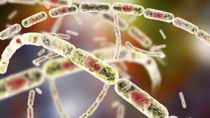 Suspiciune de antrax la fiul si sotul femeii care a murit in Slobozia. Amandoi sunt in stare grava. Cum s-ar fi infectat