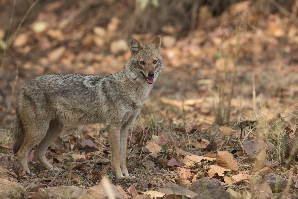 Momente de groaza pentru o familie aflata in vacanta in Grecia. Fetita lor de 4 ani, atacata de un animal salbatic