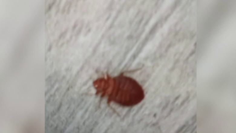 Invazie de plosnite si gandaci in mai multe scoli din Bucuresti. Elevii au trecut temporar la cursuri online