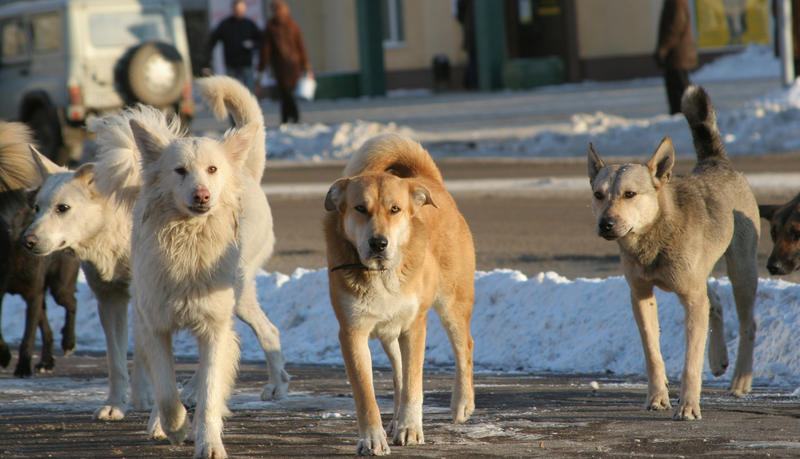 Situatie alarmanta la Buzau. 43 de copii au fost muscati de caini fara stapan in doar patru luni