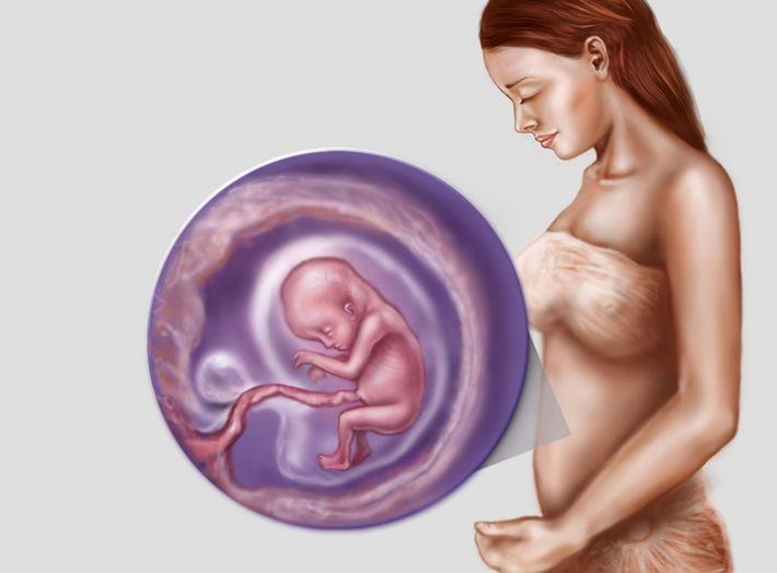 Sarcina: cum creste bebelusul cu fiecare zi de sarcina