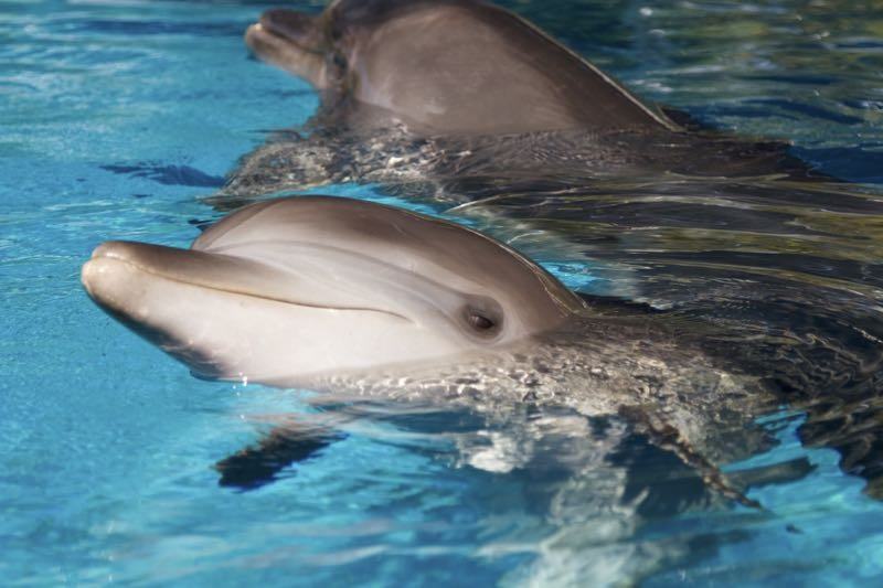 Fetita cu autism, ajutata sa se faca bine de delfini