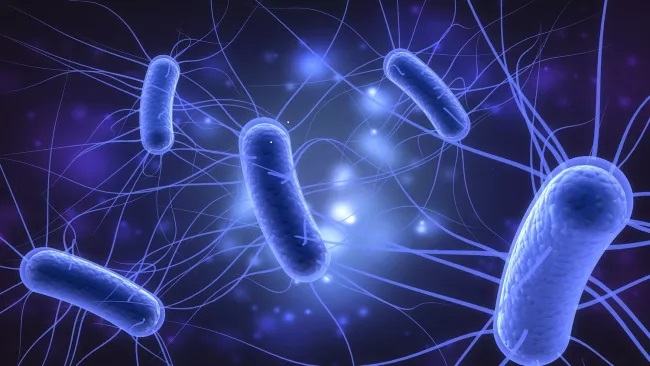 Infectia urinara cu bacilul E-coli
