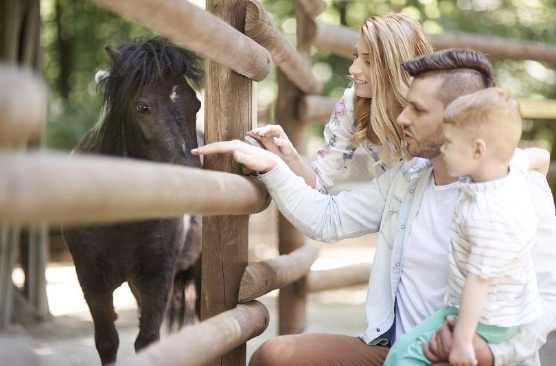 Unde mergem cu copiii in vacanta: cele mai frumoase locuri din Romania cu animale