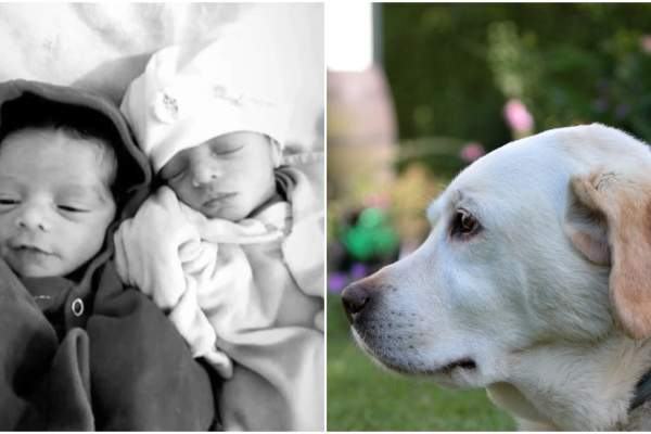 Doua fetite nou-nascute, gemene, ucise de cainele familiei