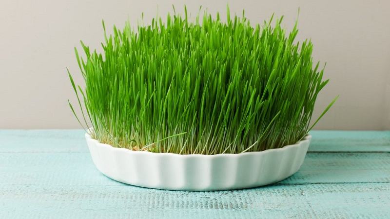 De ce se pune grau la incoltit in noaptea de Sf Andrei – traditii, semnificatie si obiceiuri romanesti