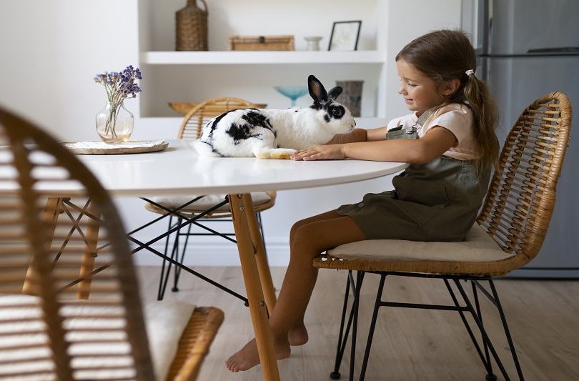 Iepurasul ca animal de companie: beneficii si pericole pentru copii
