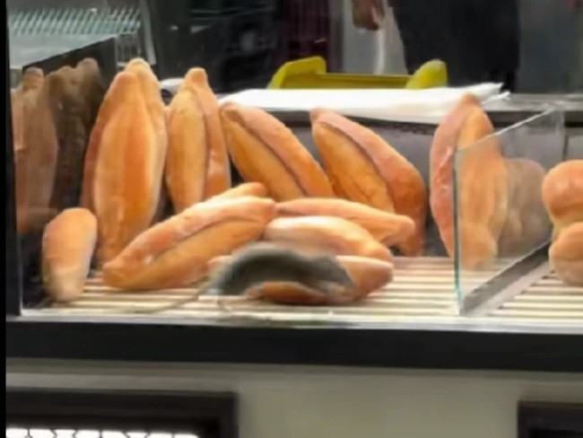 Imagini cu un sobolan urias, cat o franzela, intr-o brutarie cunoscuta din Bucuresti – VIDEO