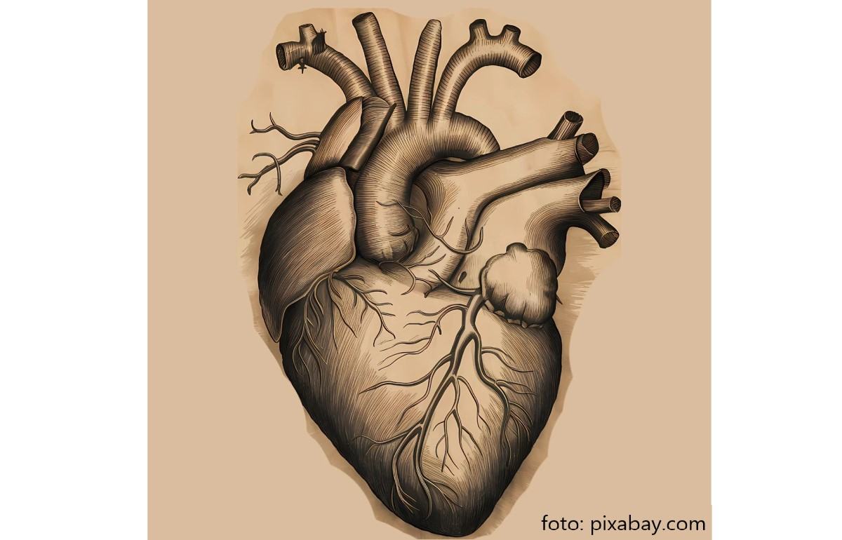 Studiu revolutionar: Celule stem ar putea regenera inima dupa un atac de cord