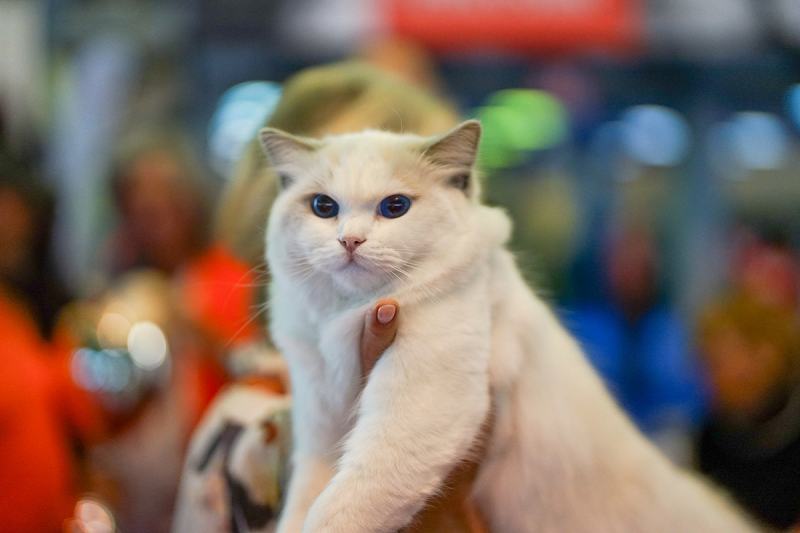 Mustatile care simt vibratiile din aer: lumea unica a pisicilor, explicata de expertii ROYAL CANIN®