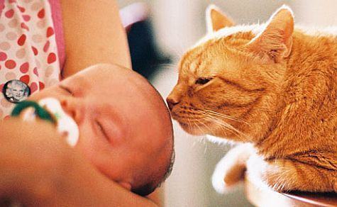 Siguranta bebelusului in preajma pisicii