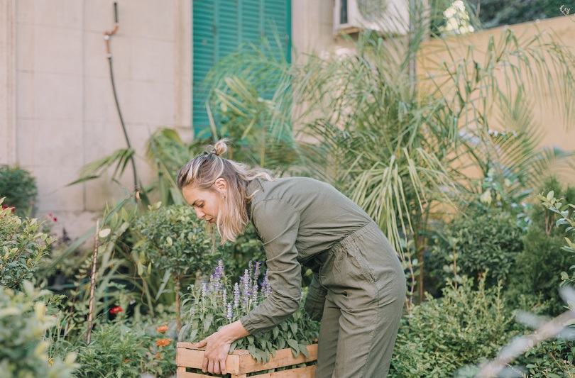 Cum scapi de tantari in mod natural: plante aromatice pentru balcon, terasa si gradina