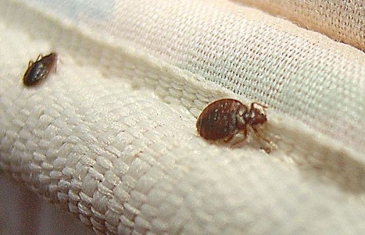 Invazie de plosnite in Franta si in Marea Britanie: 5 semne ca aceste insecte ti-au invadat casa