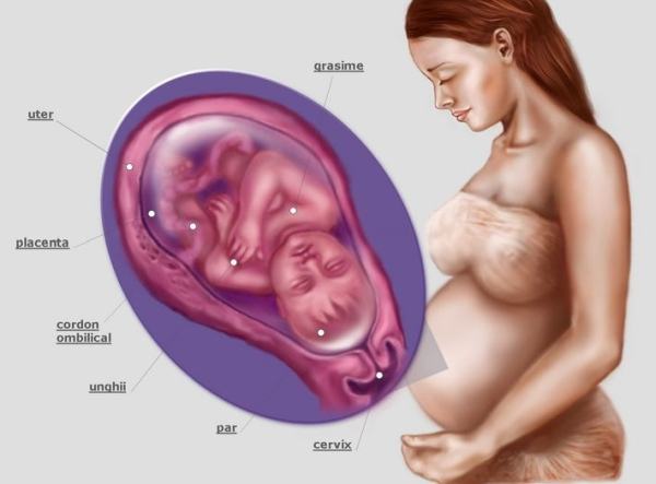 21 săptămâni de sarcină varicoză