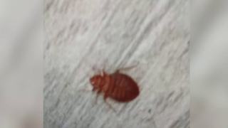 Invazie de plosnite si gandaci in mai multe scoli din Bucuresti. Elevii au trecut temporar la cursuri online