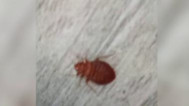 Invazie de plosnite si gandaci in mai multe scoli din Bucuresti. Elevii au trecut temporar la cursuri online