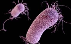 Semnal de alarma: Superbacteriile reprezinta o amenintare la fel de mare precum schimbarea climatica sau razboaiele
