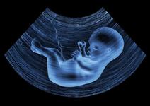 Cum se dezvolta simturile bebelusului in burtica?