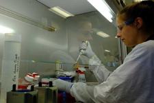STUDIU. Cercetatorii australieni au descoperit cum LUPTA organismul cu coronavirusul