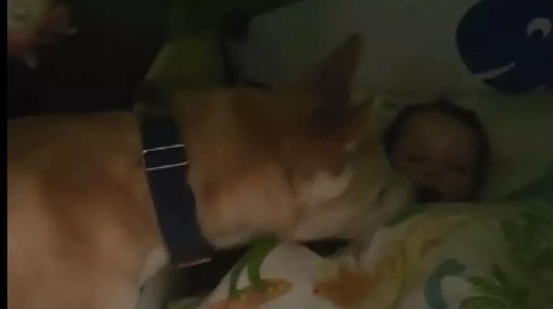 O camera video a surprins ce facea un caine in fiecare noapte, dupa ce intra in camera unde dormea un bebelus