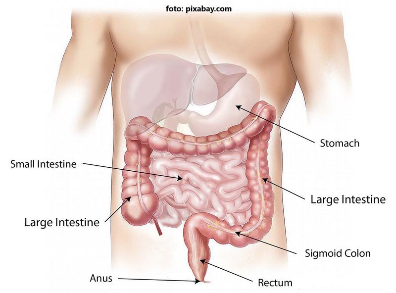 Descoperire inovatoare in terapia cu celule stem pentru bolile intestinale rare