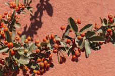 Catina – superaliment...