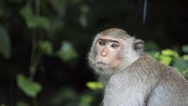 Fetita de 4 ani muscata de...