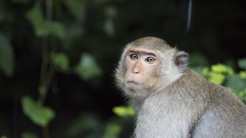 Fetita de 4 ani muscata de o maimuta la o gradina zoologica privata din Suceava. Autoritatile au deschis ancheta