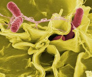 Infectia cu Chlamydia in sarcina