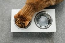 Dieta si imunitatea pisicilor: poate tipul de hrana sa faca diferenta?