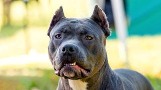 Copilul de 2 ani atacat de un caine Amstaff, in stare critica. Medicii au ramas socati de starea in care a ajuns la spital