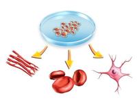 Intrebari si raspunsuri frecvente despre celulele stem