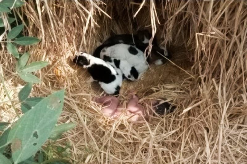 Nou nascut abandonat pe camp, salvat de o familie de caini maidanezi