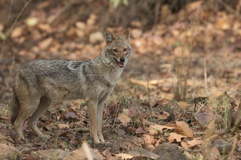 Momente de groaza pentru o familie aflata in vacanta in Grecia. Fetita lor de 4 ani, atacata de un animal salbatic