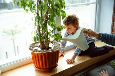 Plante extrem de toxice pentru copii. Pot muri daca pun gura pe ele