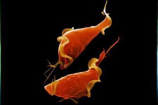 Trichomonas vaginalis si sarcina