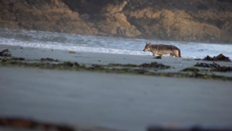O fetita de cinci ani, atacata de un lup pe o plaja din Halkidiki