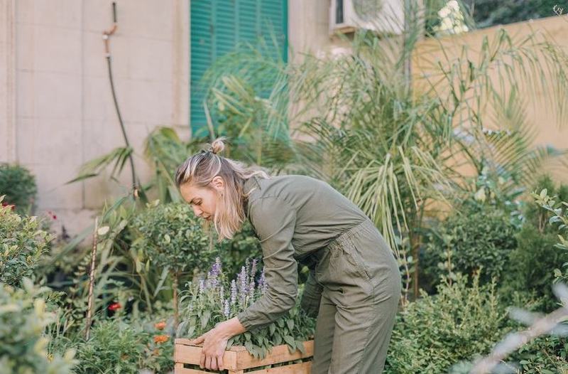 Cum scapi de tantari in mod natural: plante aromatice pentru balcon, terasa si gradina