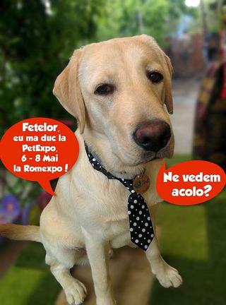 Aproape 45.000 de like-uri pentru concursul Mascota Pet Expo 2016
