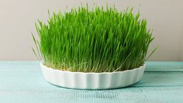 De ce se pune grau la...