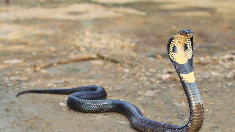 Un copil de un an a muscat o cobra si a ucis-o. Povestea incredibila relatata de bunica micutului