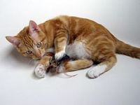 Curatenia corecta a casei....