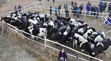 Vacile din Irlanda au ajuns la beneficiarii din comuna Rasca, jud. Cluj